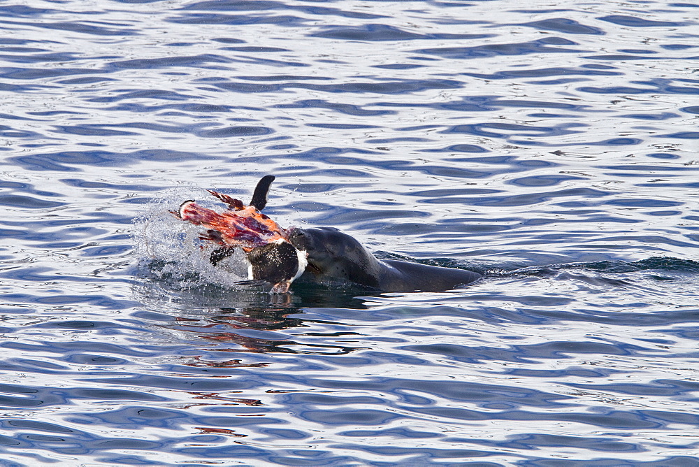 Adult female leopard seal (Hydrurga leptonyx) stalking, then killing and eating an adult gentoo penguin in Paradise Bay, Antarctica, Southern Ocean