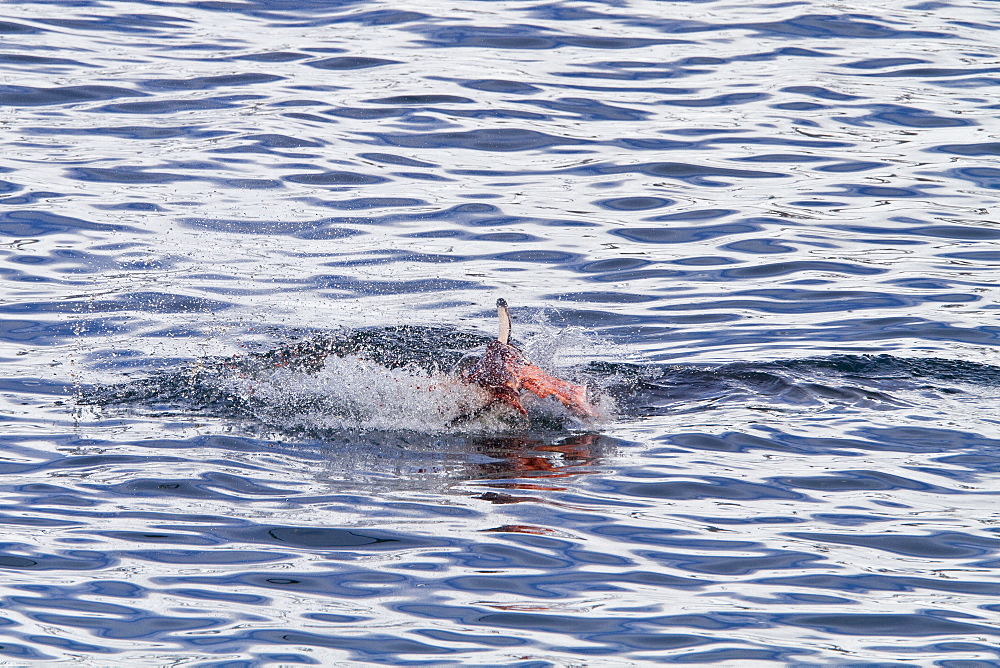 Adult female leopard seal (Hydrurga leptonyx) stalking, then killing and eating an adult gentoo penguin in Paradise Bay, Antarctica, Southern Ocean