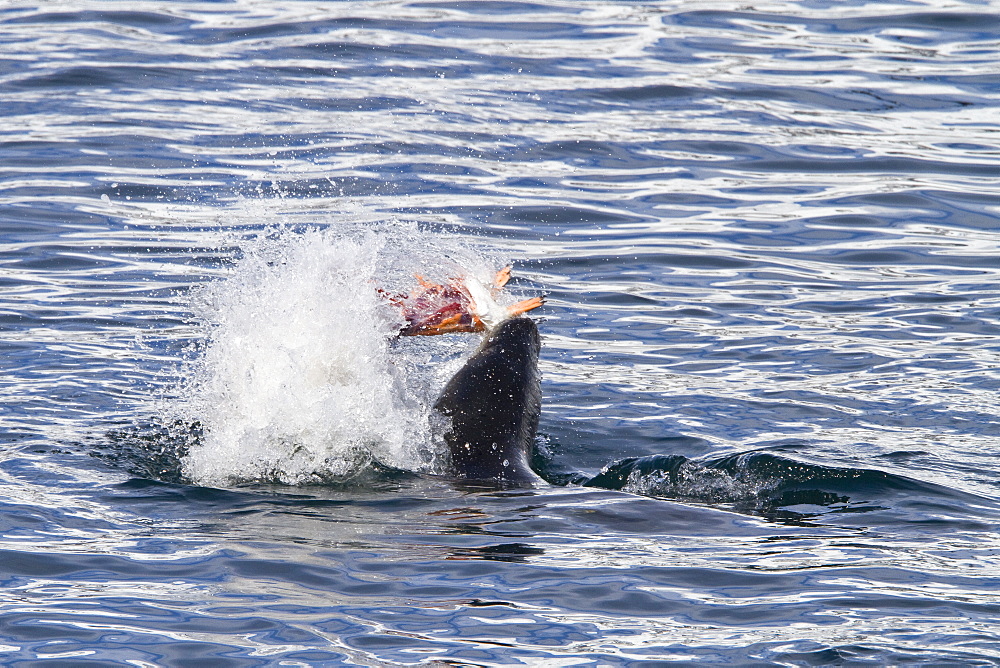 Adult female leopard seal (Hydrurga leptonyx) stalking, then killing and eating an adult gentoo penguin in Paradise Bay, Antarctica, Southern Ocean