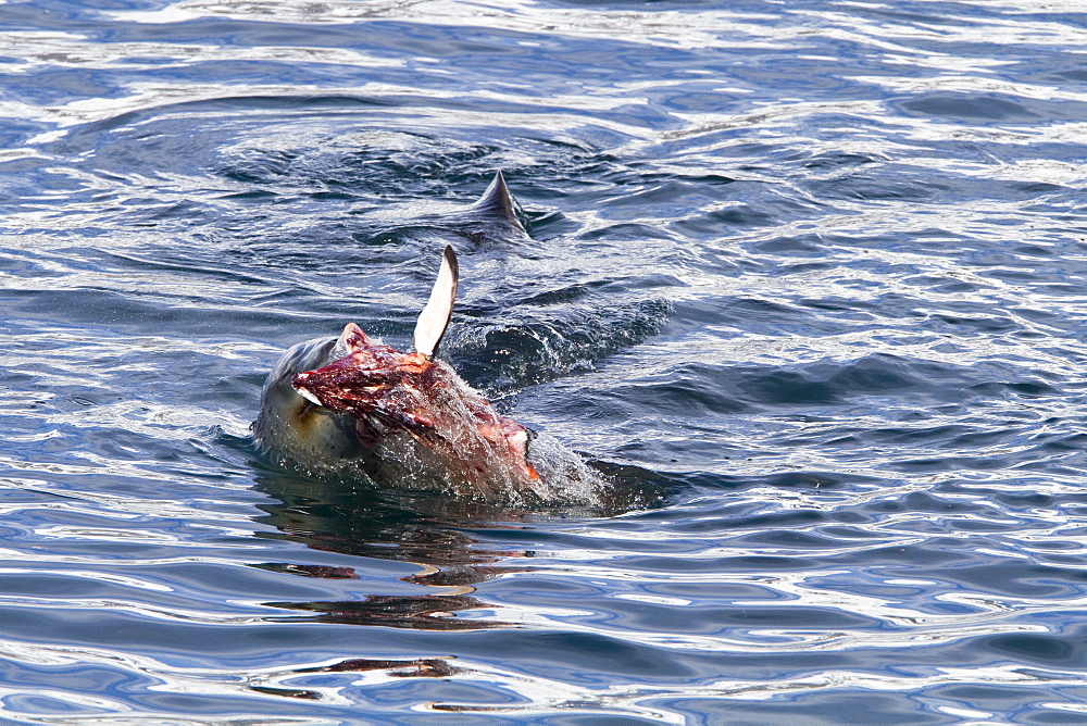 Adult female leopard seal (Hydrurga leptonyx) stalking, then killing and eating an adult gentoo penguin in Paradise Bay, Antarctica, Southern Ocean