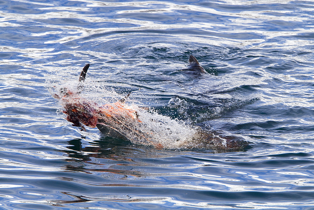 Adult female leopard seal (Hydrurga leptonyx) stalking, then killing and eating an adult gentoo penguin in Paradise Bay, Antarctica, Southern Ocean