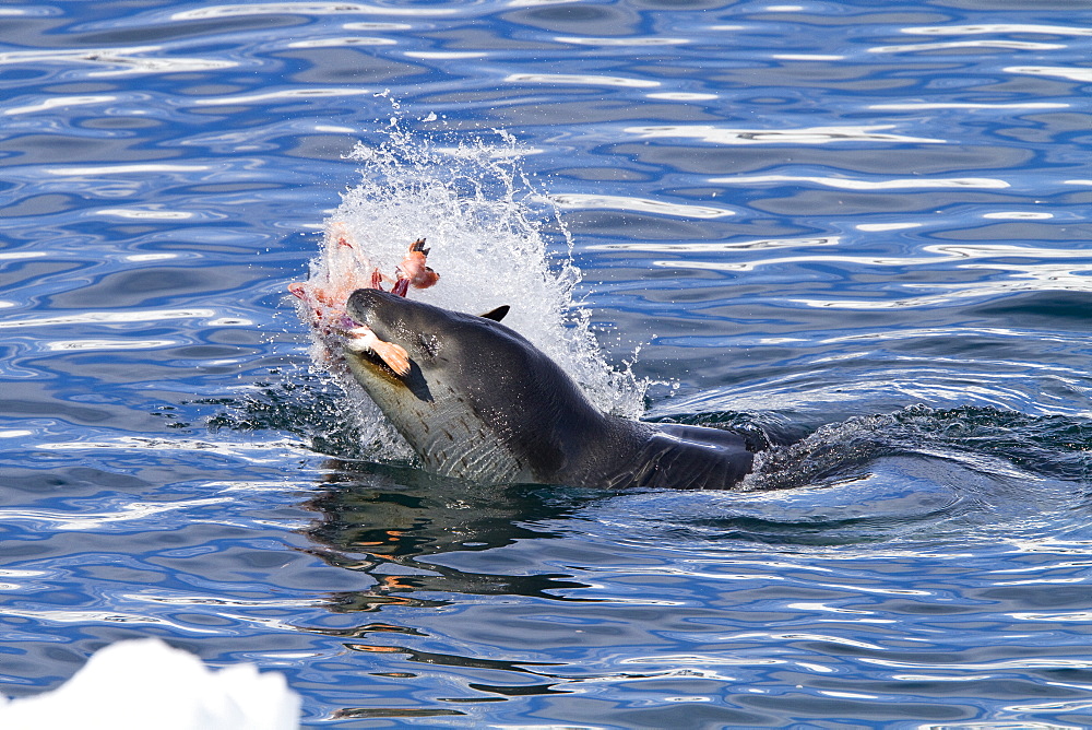 Adult female leopard seal (Hydrurga leptonyx) stalking, then killing and eating an adult gentoo penguin in Paradise Bay, Antarctica, Southern Ocean