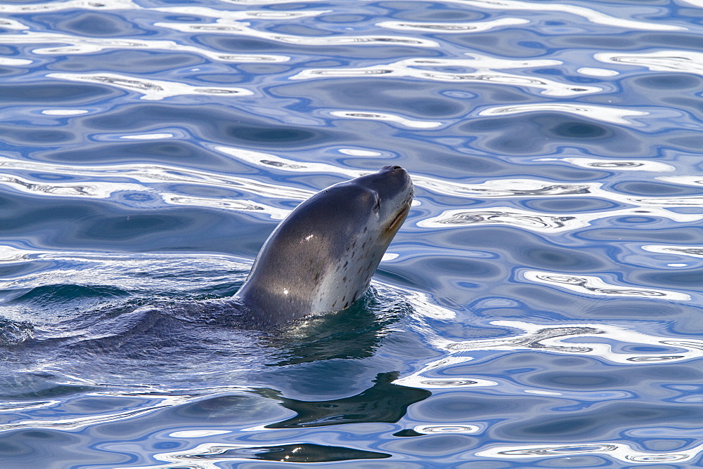 Adult female leopard seal (Hydrurga leptonyx) stalking, then killing and eating an adult gentoo penguin in Paradise Bay, Antarctica, Southern Ocean