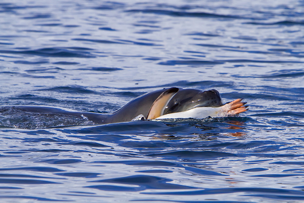 Adult female leopard seal (Hydrurga leptonyx) stalking, then killing and eating an adult gentoo penguin in Paradise Bay, Antarctica, Southern Ocean