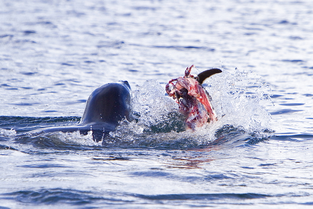 Adult female leopard seal (Hydrurga leptonyx) stalking, then killing and eating an adult gentoo penguin in Paradise Bay, Antarctica, Southern Ocean