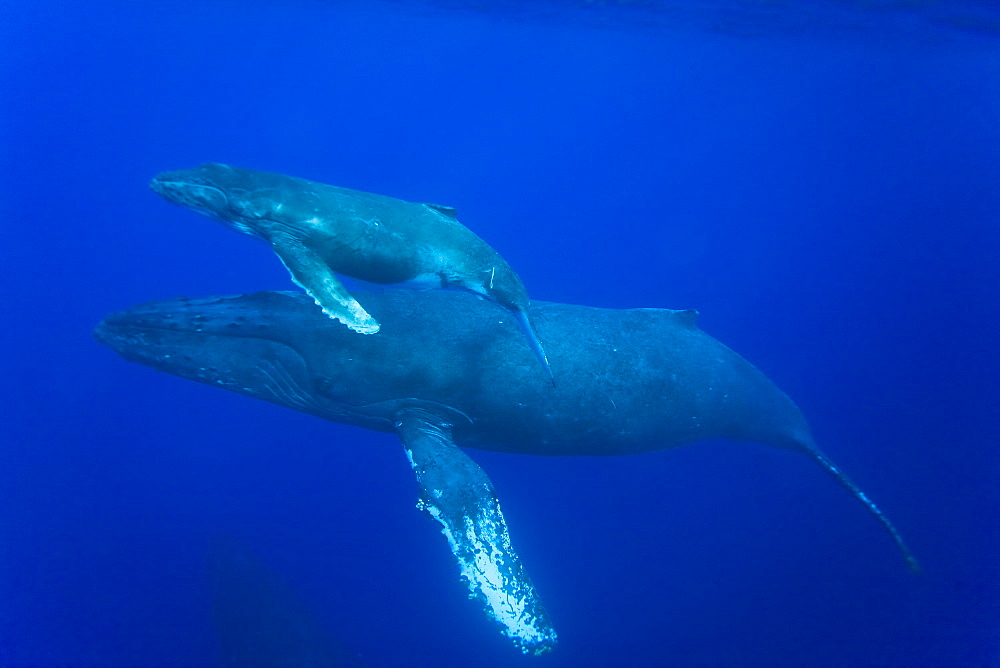 Humpback whale (Megaptera novaeangliae) underwater in the AuAu Channel between the islands of Maui and Lanai, Hawaii, USA