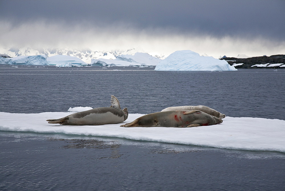 Crabeater seal (Lobodon carcinophaga) hauled out on ice floe near the Antarctic Peninsula