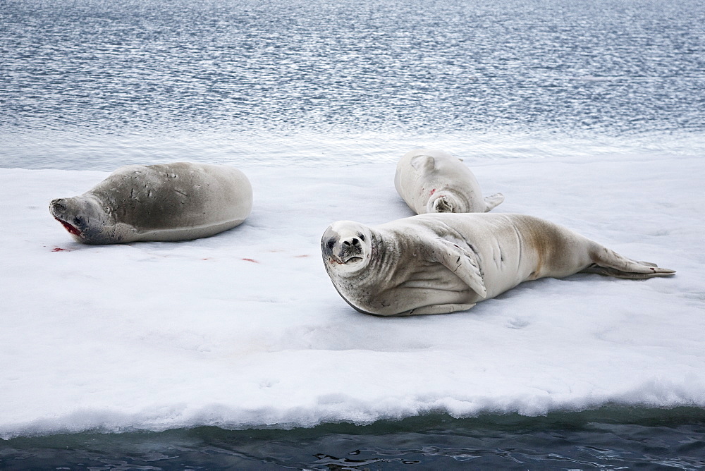 Crabeater seal (Lobodon carcinophaga) hauled out on ice floe near the Antarctic Peninsula