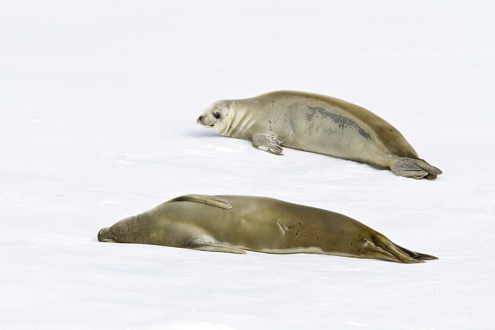 Crabeater seal (Lobodon carcinophaga) hauled out on ice floe near the Antarctic Peninsula