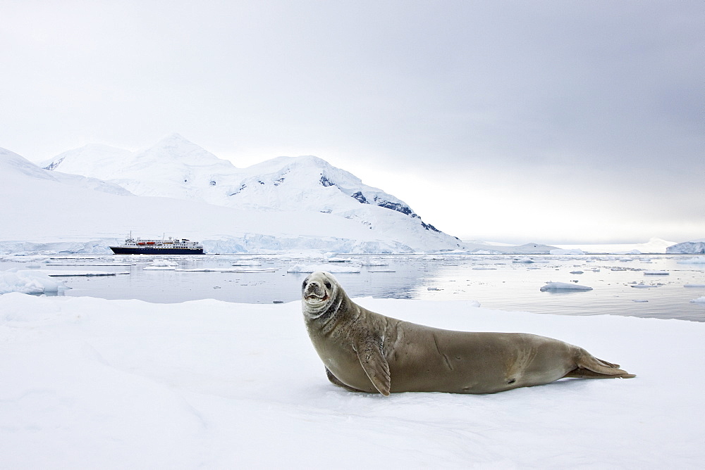 Crabeater seal (Lobodon carcinophaga) hauled out on ice floe near the Antarctic Peninsula