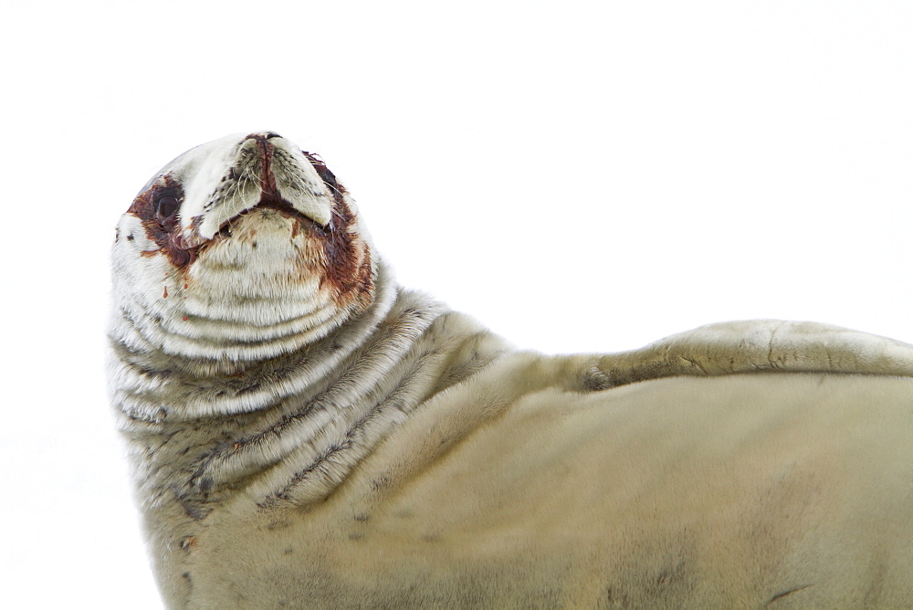 Crabeater seal (Lobodon carcinophaga) hauled out on ice floe near the Antarctic Peninsula