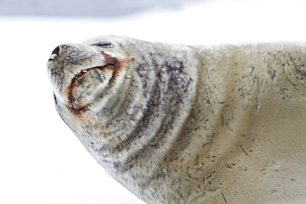 Crabeater seal (Lobodon carcinophaga) hauled out on ice floe near the Antarctic Peninsula