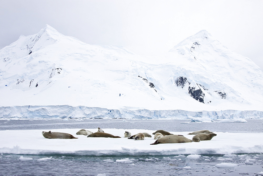 Crabeater seal (Lobodon carcinophaga) hauled out on ice floe near the Antarctic Peninsula