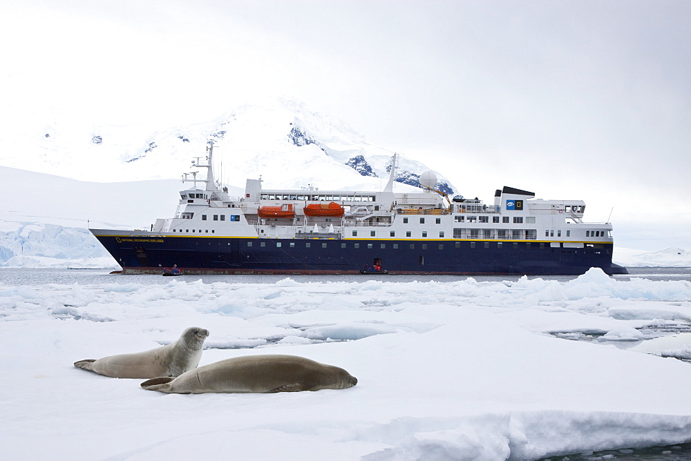 Crabeater seal (Lobodon carcinophaga) hauled out on ice floe near the Antarctic Peninsula