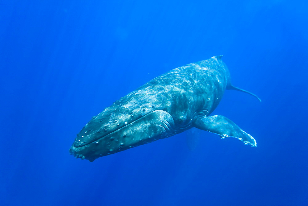 Humpback whale (Megaptera novaeangliae) underwater in the AuAu Channel between the islands of Maui and Lanai, Hawaii, USA