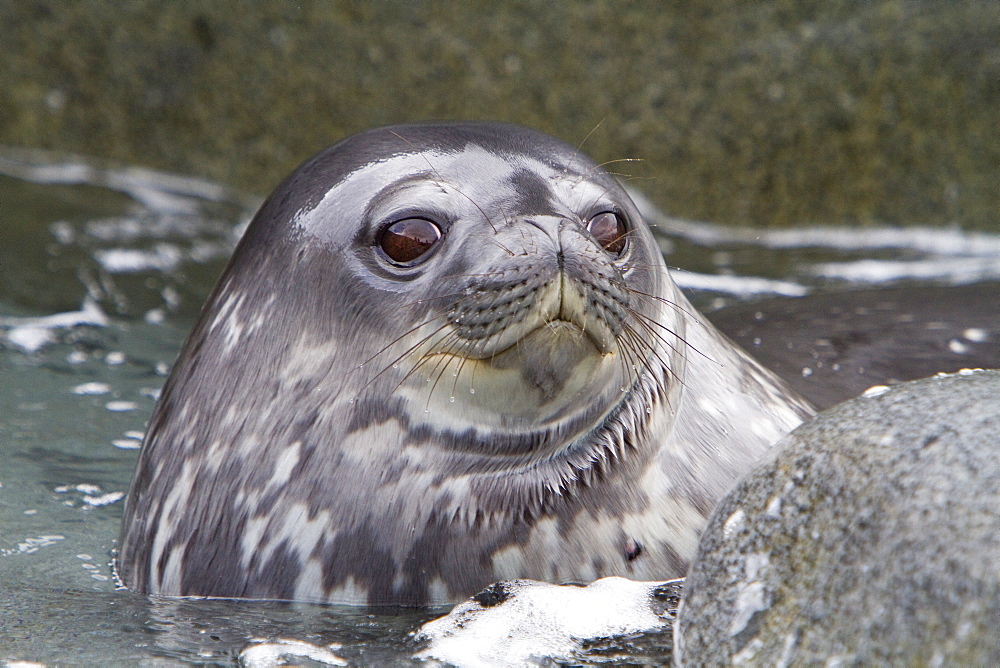 Weddell seal (Leptonychotes weddellii) pup on Weinke Island near the Antarctic Peninsula, Southern Ocean