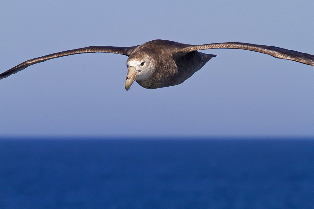 Southern giant petrel (Macronectes giganteus) in flight in the Drake Passage, Southern Ocean