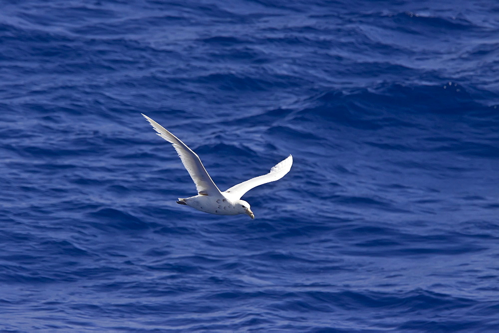 Southern giant petrel (Macronectes giganteus) in flight (lighter phase shown here) in the Drake Passage, Southern Ocean