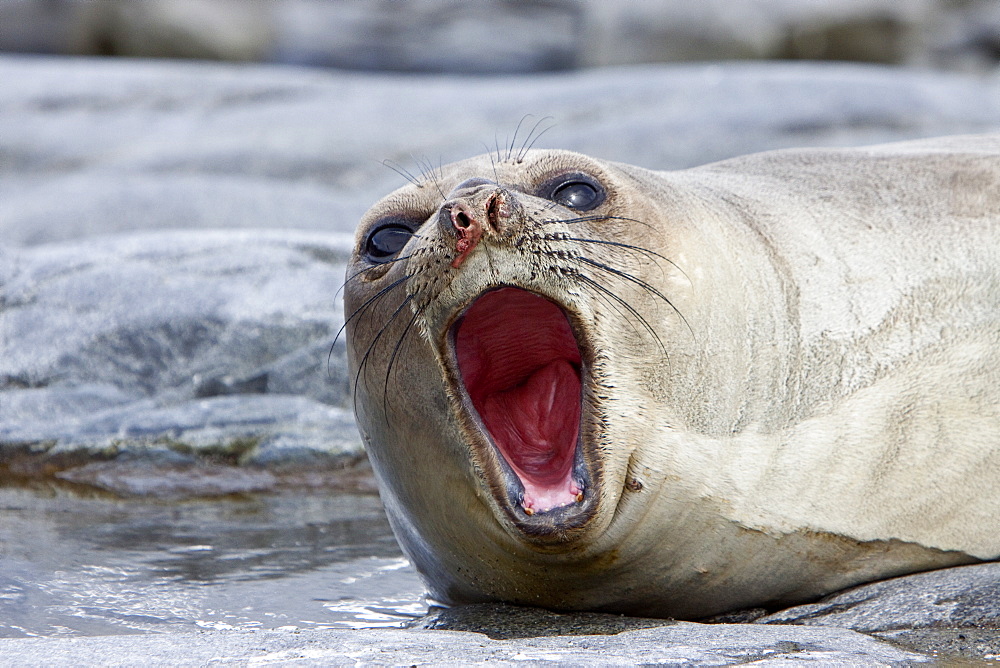 Young southern elephant seal (Mirounga leonina) on Torgesen Island just outside Palmer Station in Port Arthur, Antarctica