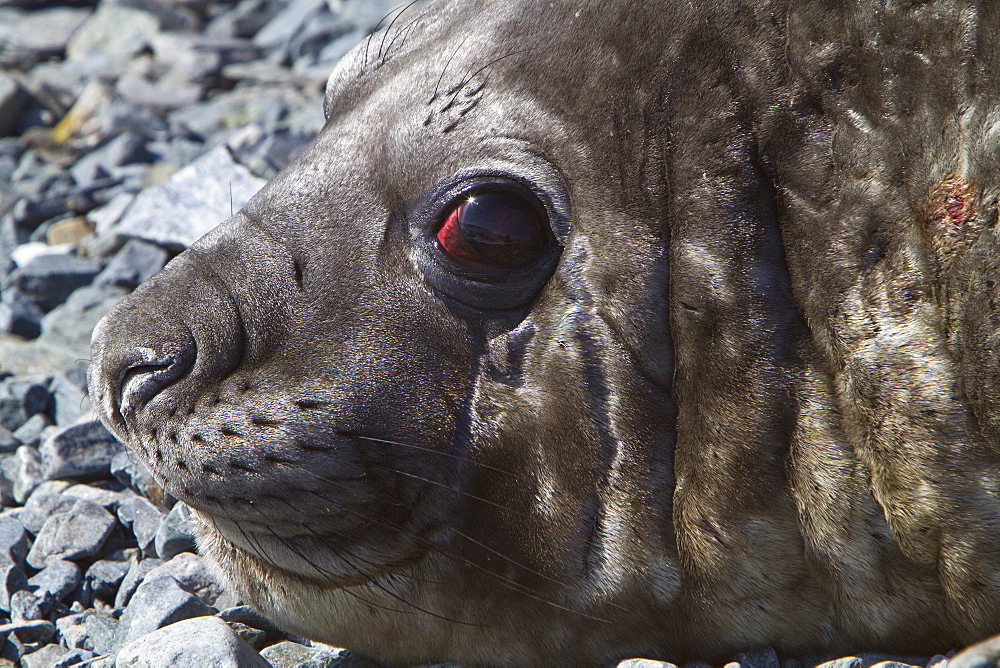 Adult bull southern elephant seal (Mirounga leonina) on Torgesen Island just outside Palmer Station in Port Arthur, Antarctica