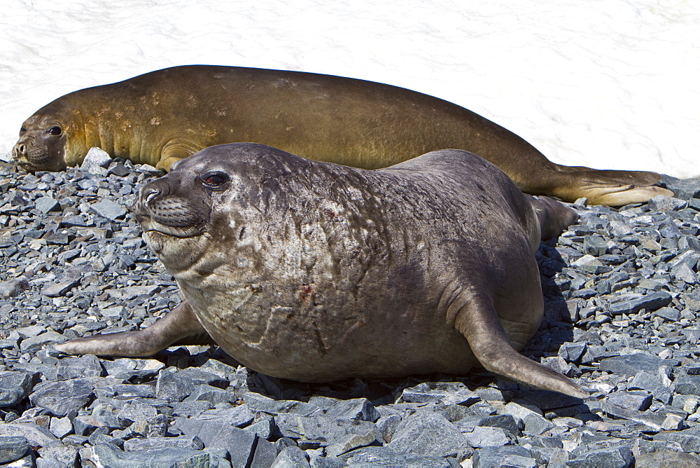 Adult bull with adult female southern elephant seal (Mirounga leonina) on Torgesen Island just outside Palmer Station in Port Arthur, Antarctica