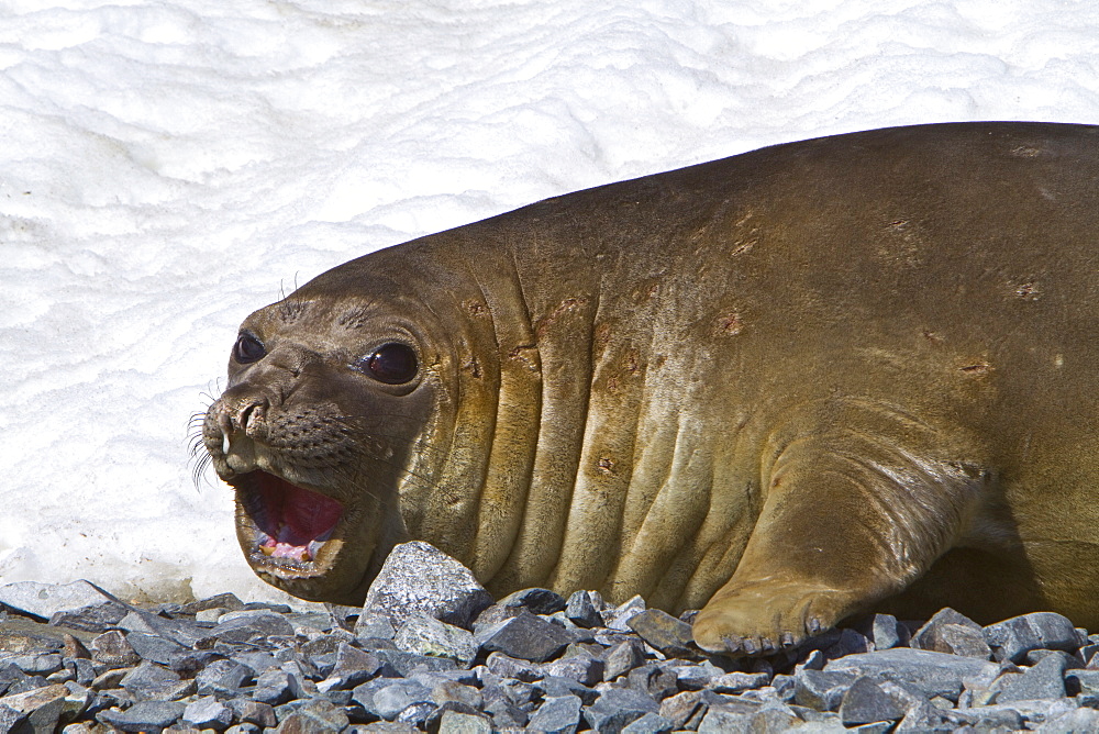 Adult female southern elephant seal (Mirounga leonina) on Torgesen Island just outside Palmer Station in Port Arthur, Antarctica