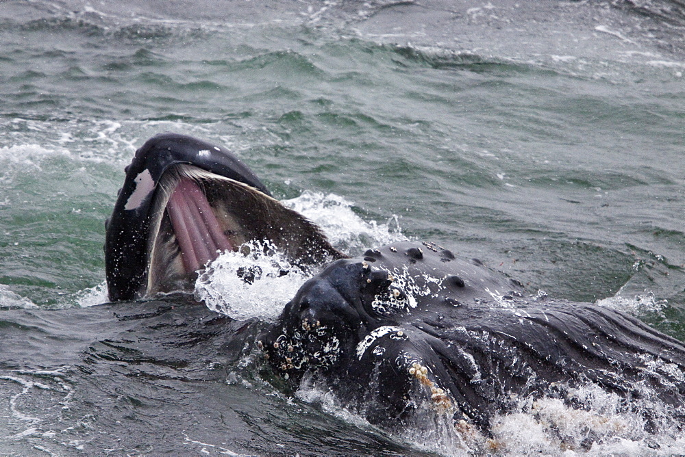 Adult humpback whale (Megaptera novaeangliae) surface lunge-feeding on krill near the Antarctic Peninsula, Antarctica, Southern Ocean