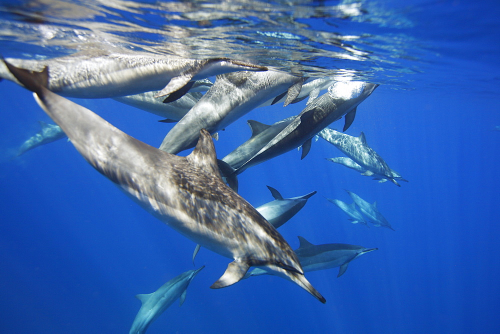 Hawaiian spinner dolphin pod (Stenella longirostris) underwater in the AuAu Channel off the coast of Maui, Hawaii, USA. Pacific Ocean.