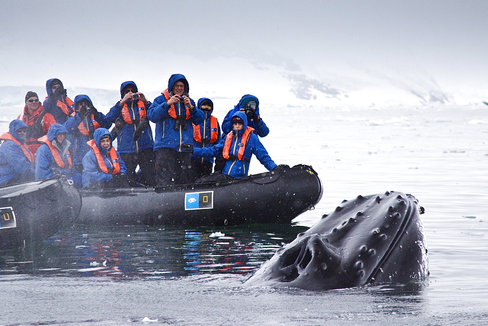 Humpback whale (Megaptera novaeangliae) spy-hopping near Zodiac near the Antarctic Peninsula, Antarctica, Southern Ocean