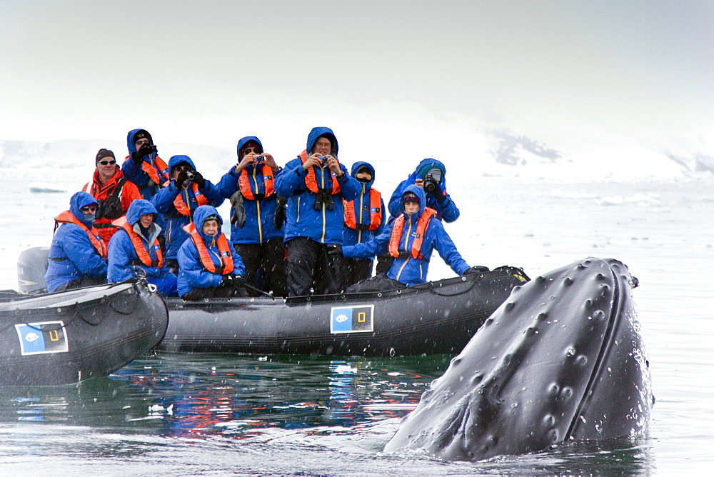 Humpback whale (Megaptera novaeangliae) spy-hopping near Zodiac near the Antarctic Peninsula, Antarctica, Southern Ocean