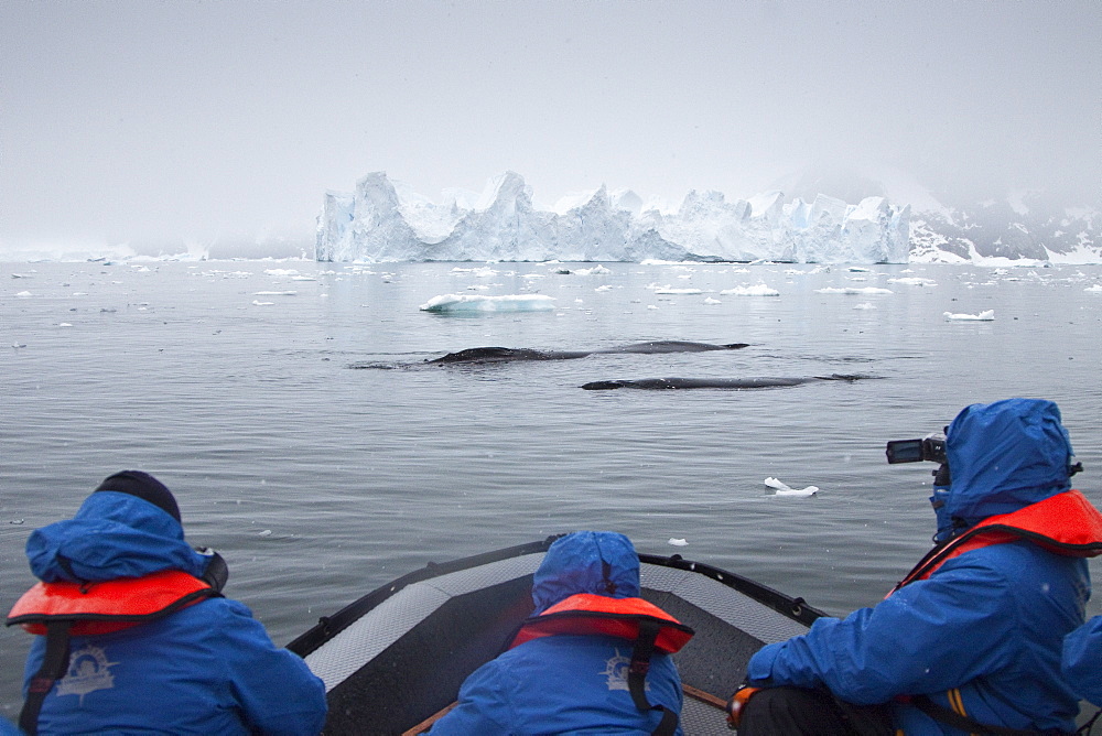 Humpback whale (Megaptera novaeangliae) surfacing near Zodiac near the Antarctic Peninsula, Antarctica, Southern Ocean