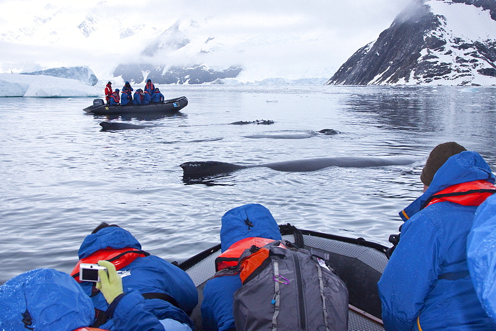 Humpback whale (Megaptera novaeangliae) surfacing near Zodiac near the Antarctic Peninsula, Antarctica, Southern Ocean