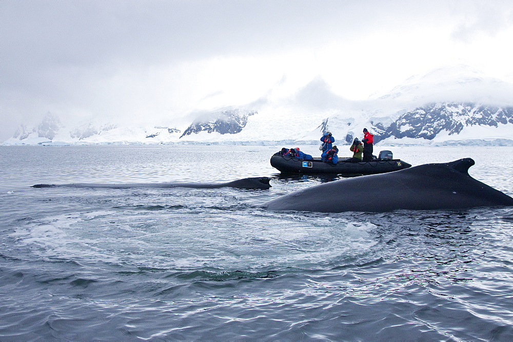 Humpback whale (Megaptera novaeangliae) surfacing near Zodiac near the Antarctic Peninsula, Antarctica, Southern Ocean