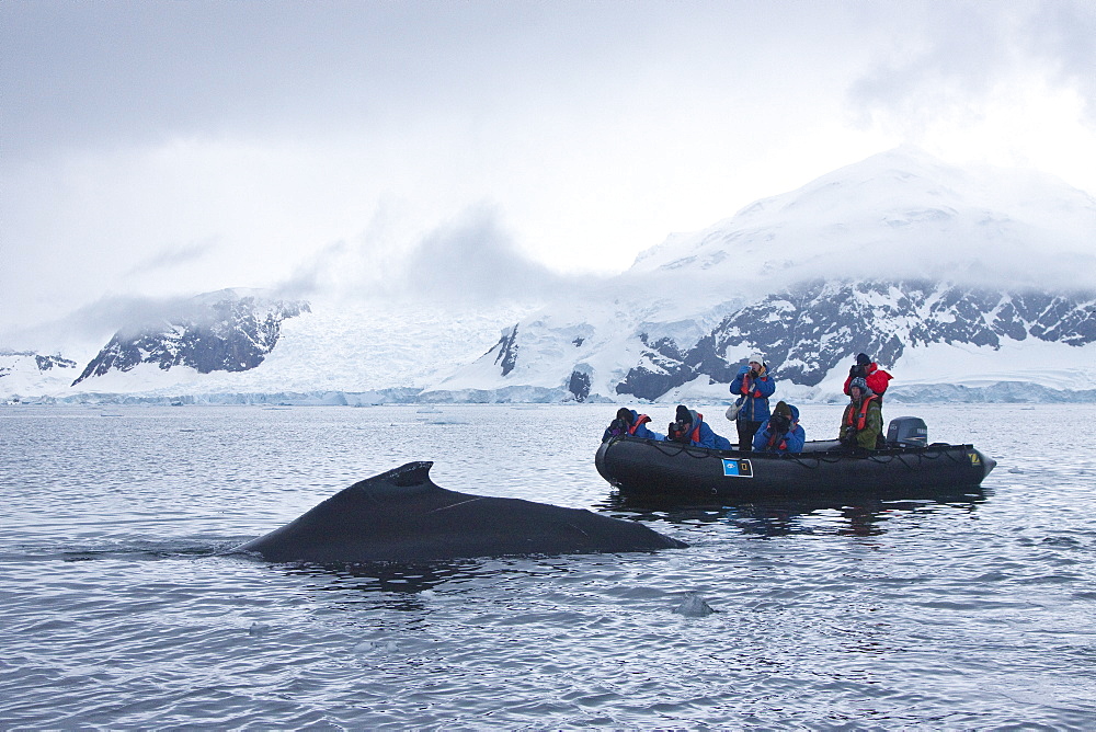 Humpback whale (Megaptera novaeangliae) surfacing near Zodiac near the Antarctic Peninsula, Antarctica, Southern Ocean