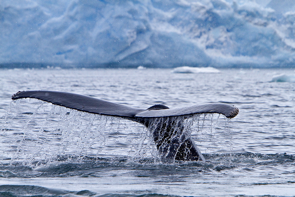 Humpback whale (Megaptera novaeangliae) flukes-up dive near the Antarctic Peninsula, Antarctica, Southern Ocean