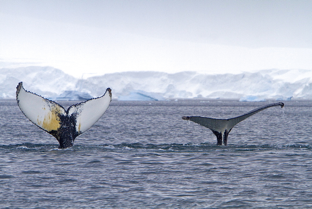 Humpback whale (Megaptera novaeangliae) flukes-up dive near the Antarctic Peninsula, Antarctica, Southern Ocean