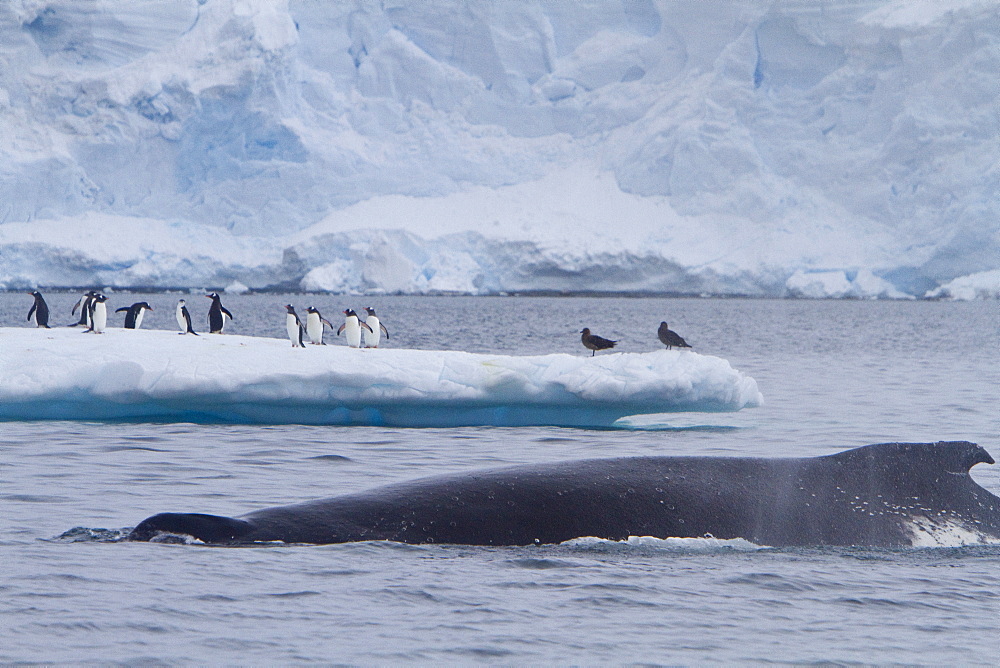 Humpback whale (Megaptera novaeangliae) surfacing near the Antarctic Peninsula, Antarctica, Southern Ocean