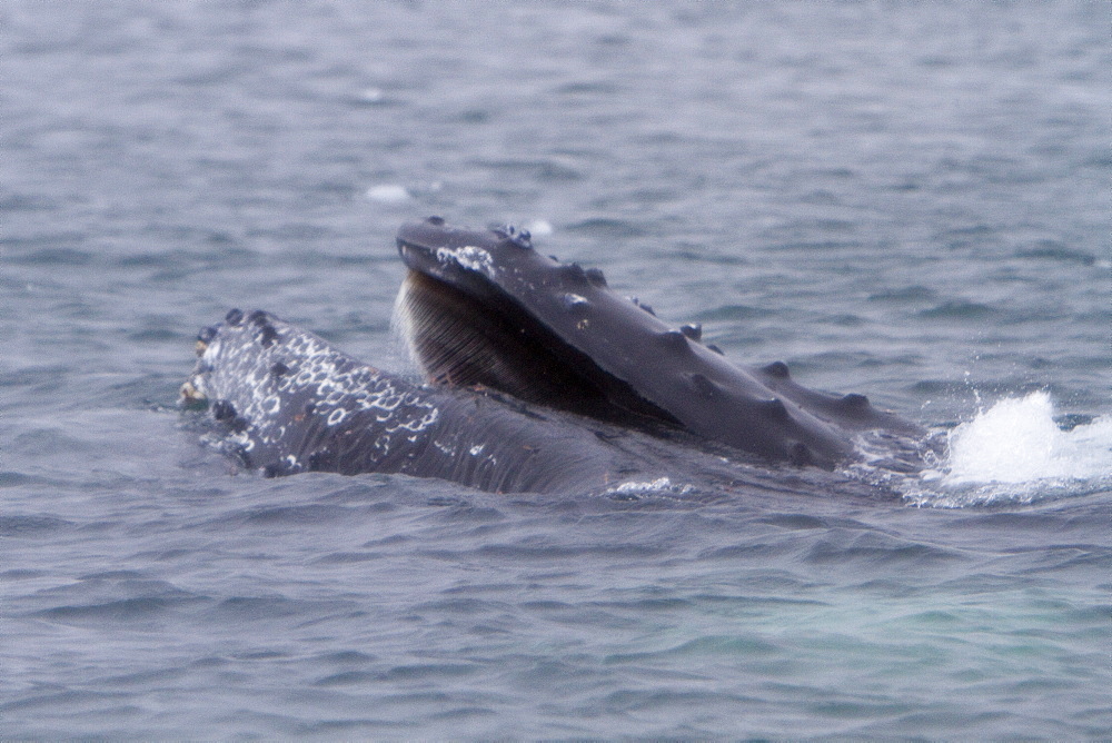 Adult humpback whale (Megaptera novaeangliae) surface lunge-feeding on krill near the Antarctic Peninsula, Antarctica, Southern Ocean