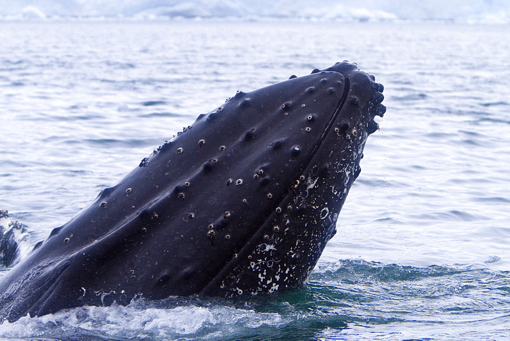 Humpback whale (Megaptera novaeangliae) spy-hopping near the Antarctic Peninsula, Antarctica, Southern Ocean