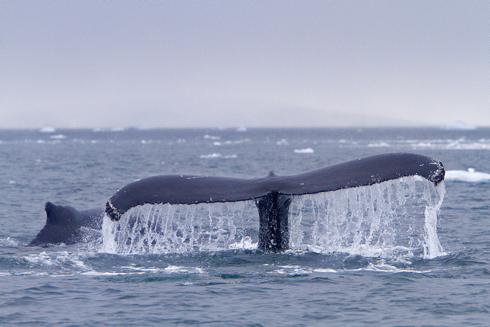 Humpback whale (Megaptera novaeangliae) calf breaching near the Antarctic Peninsula, Antarctica, Southern Ocean
