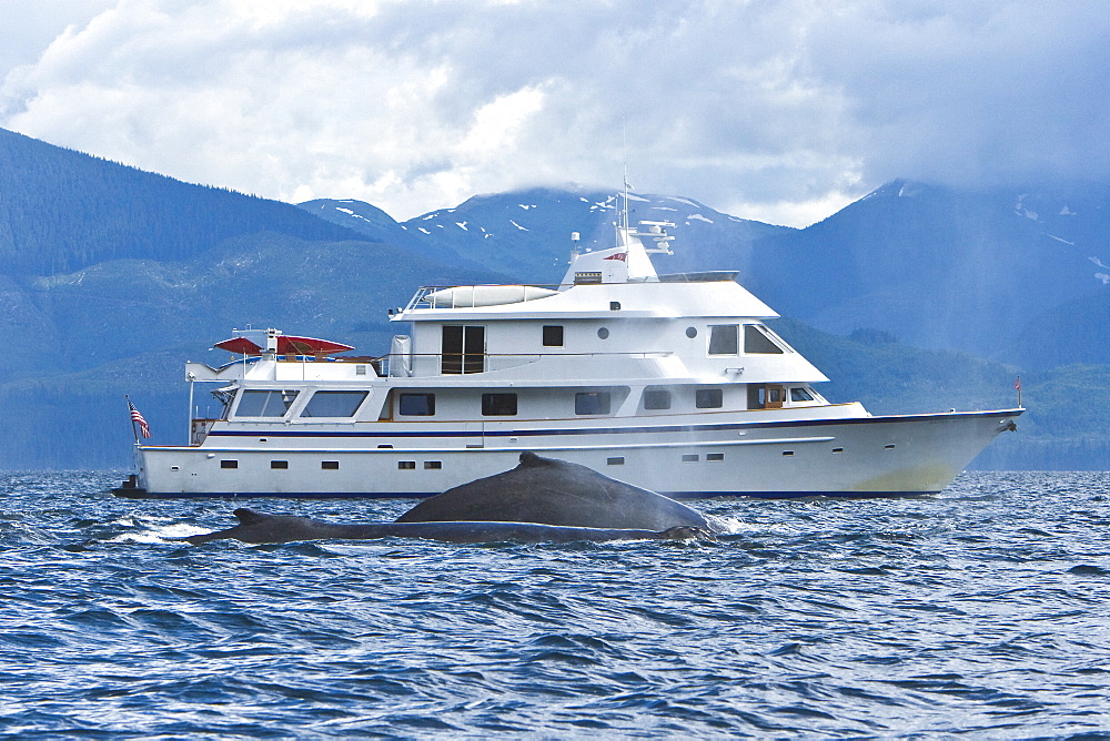 Two adult humpback whales (Megaptera novaeangliae) surfacing beside the charter yacht Safari Spirit in Chatham Strait, southeast Alaska, USA. Pacific Ocean.