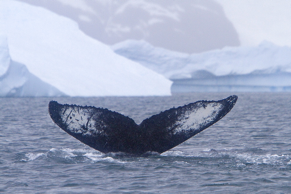 Humpback whale (Megaptera novaeangliae) calf breaching near the Antarctic Peninsula, Antarctica, Southern Ocean
