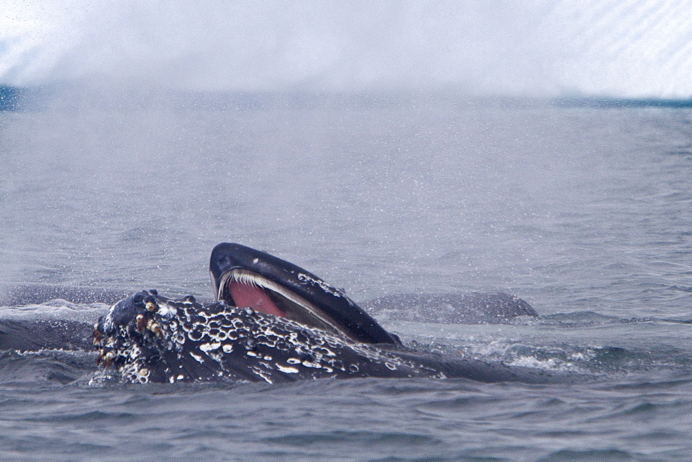 Adult humpback whale (Megaptera novaeangliae) surface lunge-feeding on krill near the Antarctic Peninsula, Antarctica, Southern Ocean