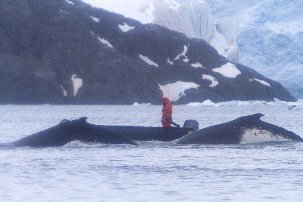 Humpback whale (Megaptera novaeangliae) surfacing near Zodiac near the Antarctic Peninsula, Antarctica, Southern Ocean