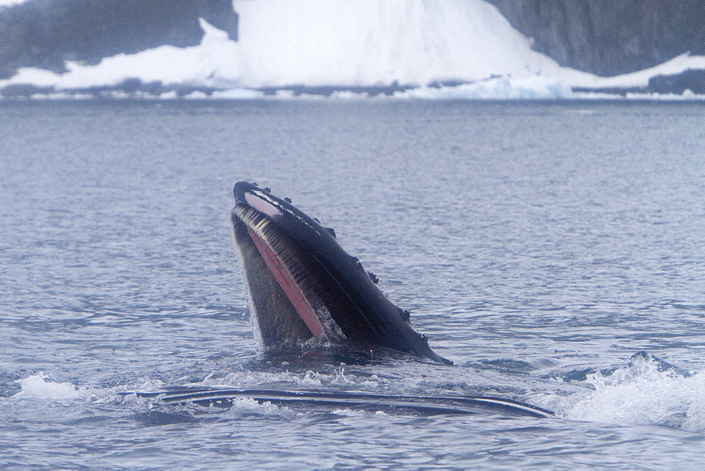 Adult humpback whale (Megaptera novaeangliae) surface lunge-feeding on krill near the Antarctic Peninsula, Antarctica, Southern Ocean