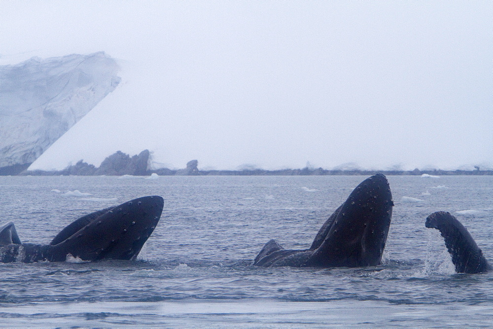 Adult humpback whale (Megaptera novaeangliae) surface lunge-feeding on krill near the Antarctic Peninsula, Antarctica, Southern Ocean