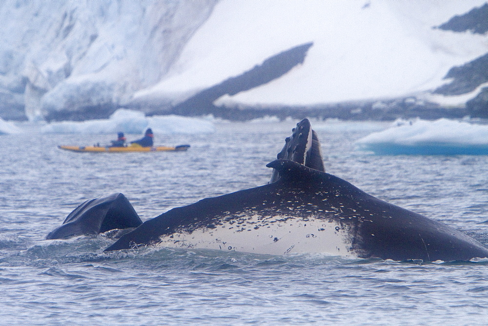 Adult humpback whale (Megaptera novaeangliae) surface lunge-feeding on krill near the Antarctic Peninsula, Antarctica, Southern Ocean