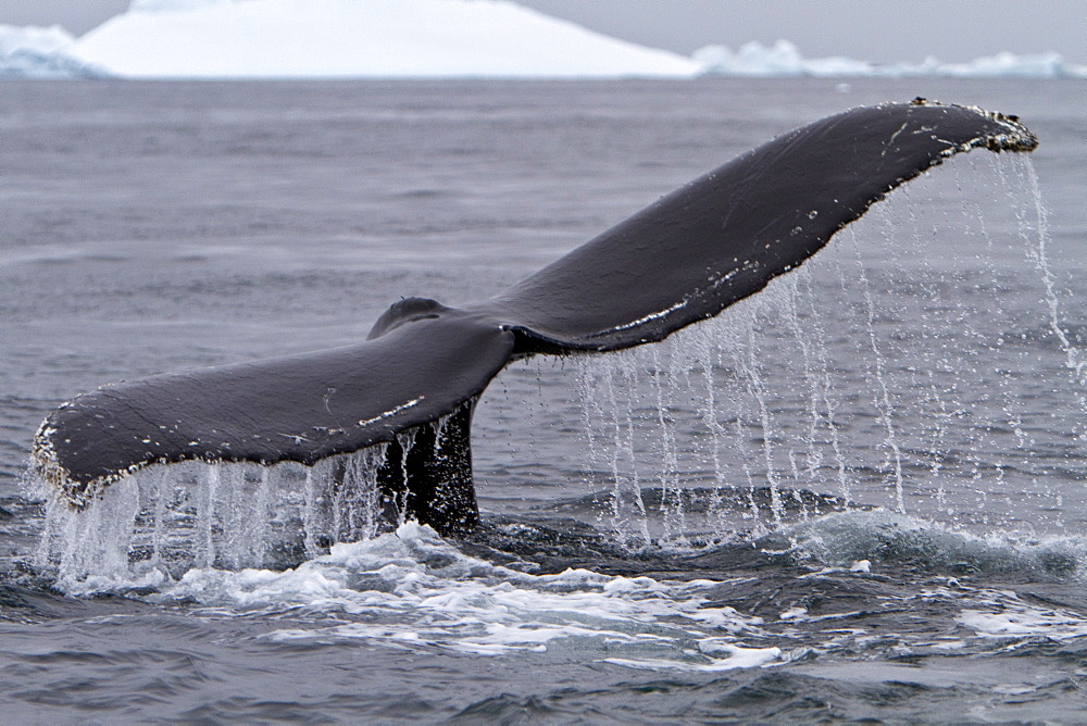 Humpback whale (Megaptera novaeangliae) calf breaching near the Antarctic Peninsula, Antarctica, Southern Ocean