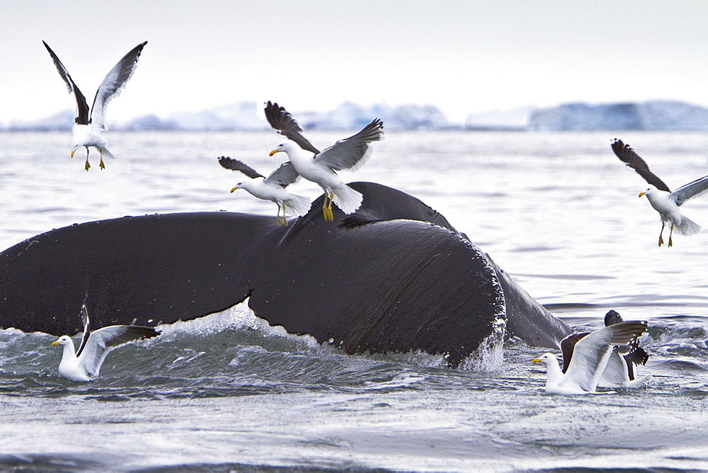 Humpback whale (Megaptera novaeangliae) flukes-up dive with kelp gulls near the Antarctic Peninsula, Antarctica, Southern Ocean