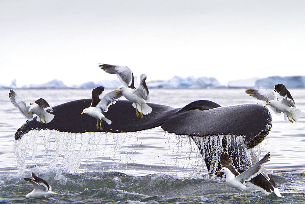 Humpback whale (Megaptera novaeangliae) flukes-up dive with kelp gulls near the Antarctic Peninsula, Antarctica, Southern Ocean